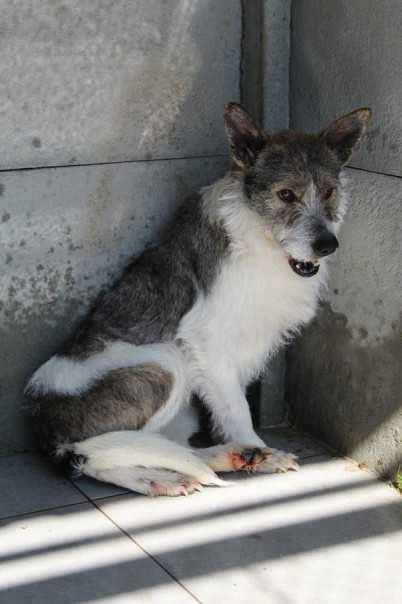 103449 Ludmiła do adopcji