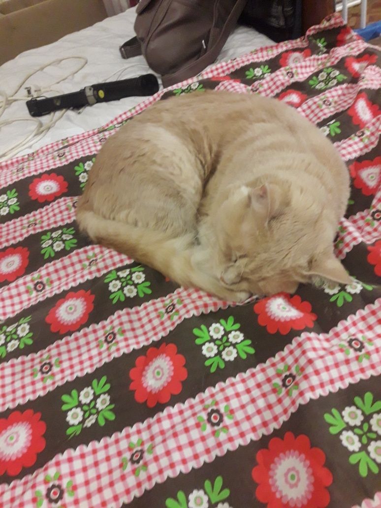 Котики безкоштовно