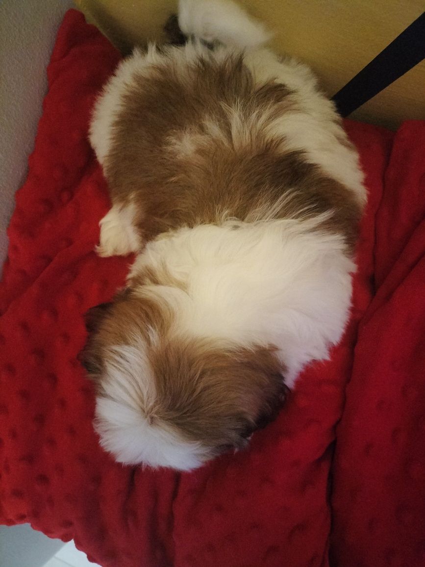 Piesek rasy shih tzu three color