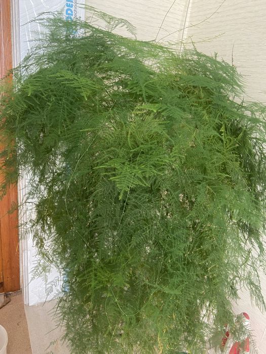 Кімнатні рослини, квіти.