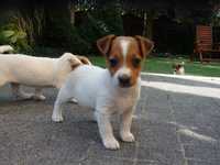 Jack Russell Terrier pure female suczka od #SMARTIE JACKS# zaraz odbió