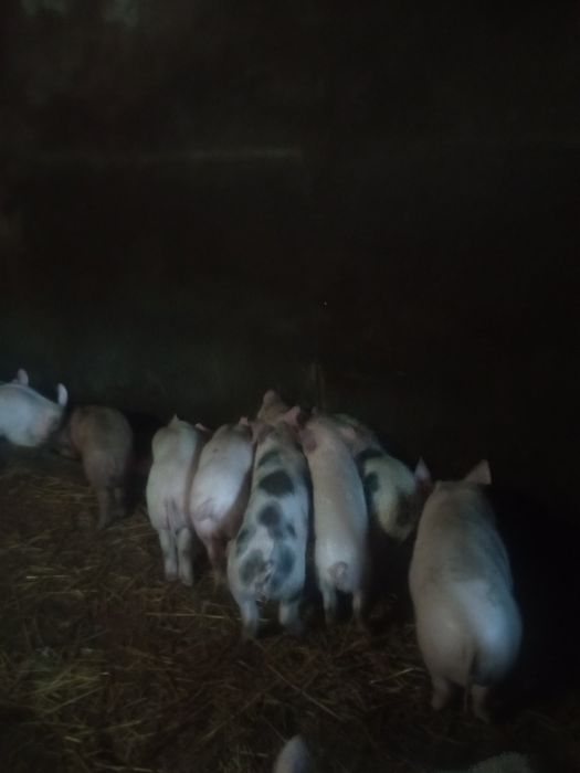 Продам поросят породи - мастер
