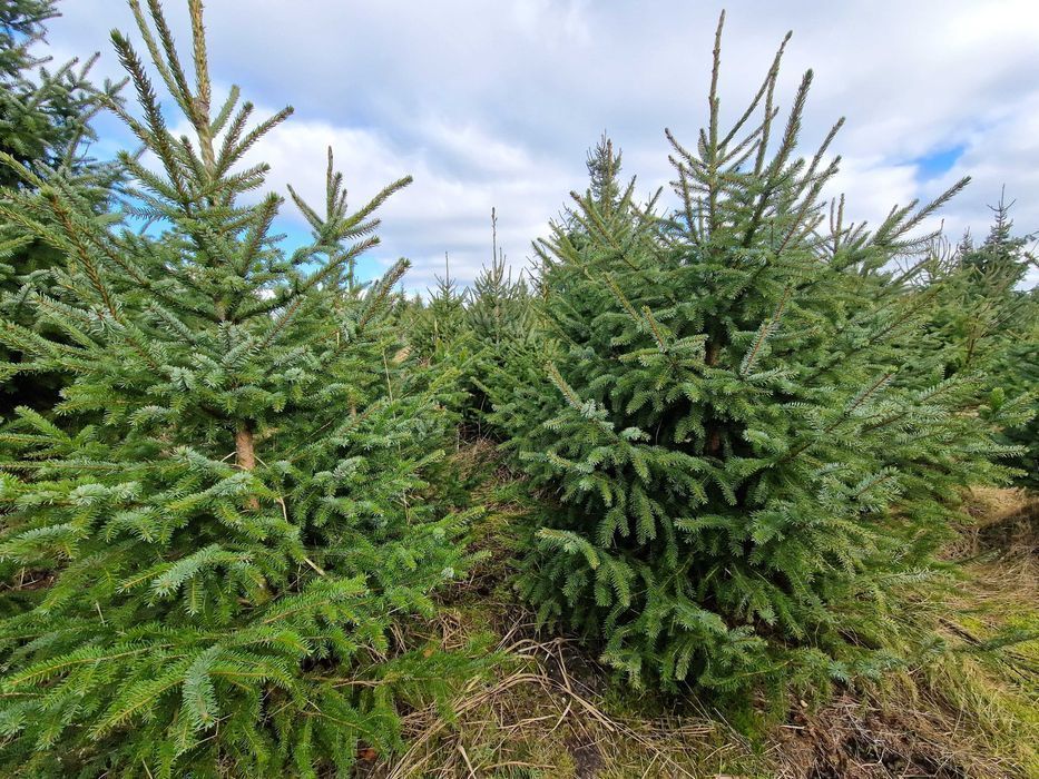 Świerk serbski, Picea OMORICA wys. 150 cm Zamiast Tuji na żywopłot