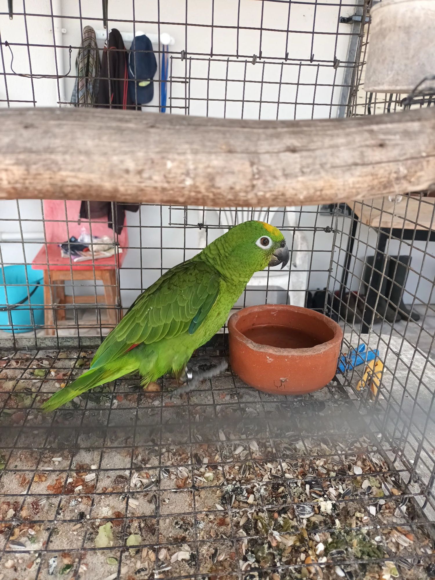 Papagaio ocrocephala