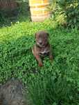 Amstaff wypełni samodzielny chłopiec