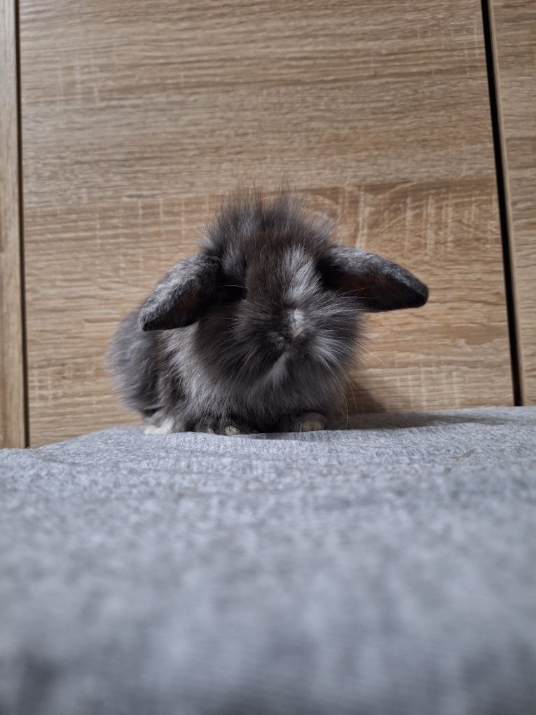Miniaturki baranki