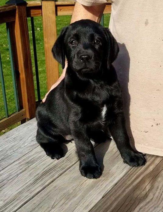labrador retriever piękny rodowód piesek