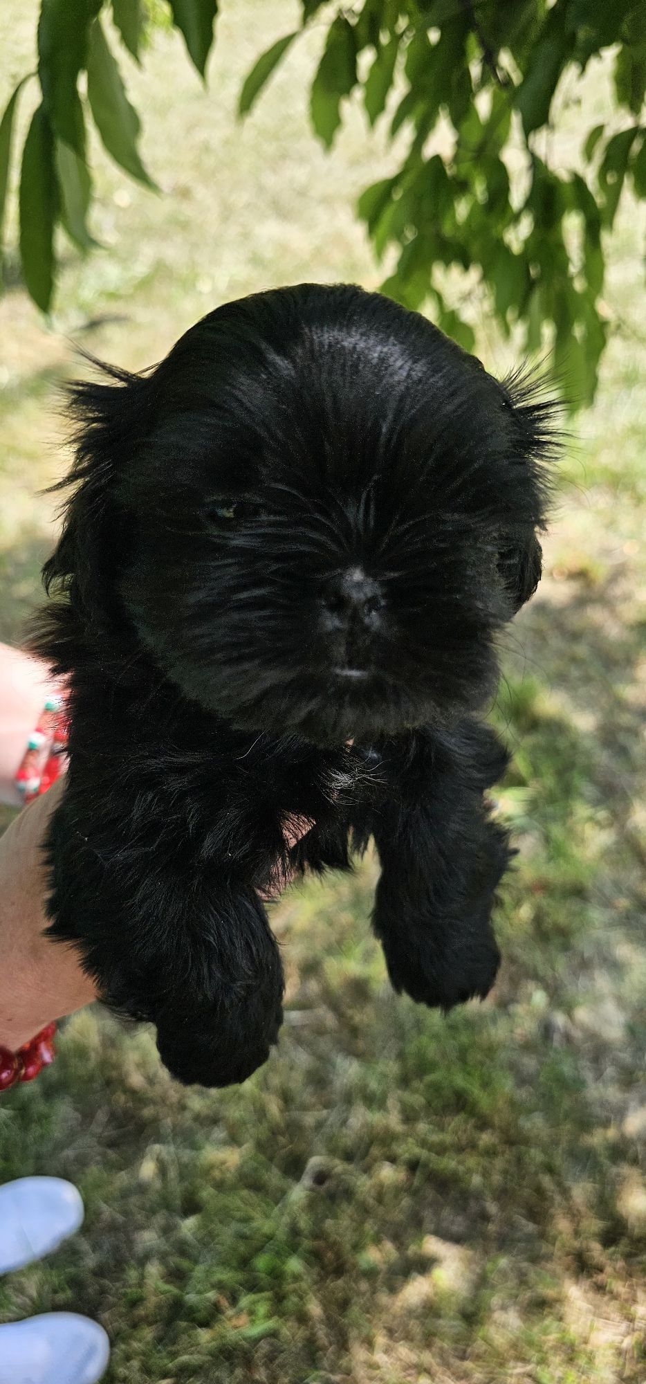 Shih Tzu Suczka z Genem Czekoladowym