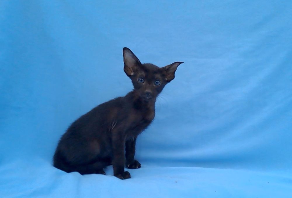 Орієнтальний котик