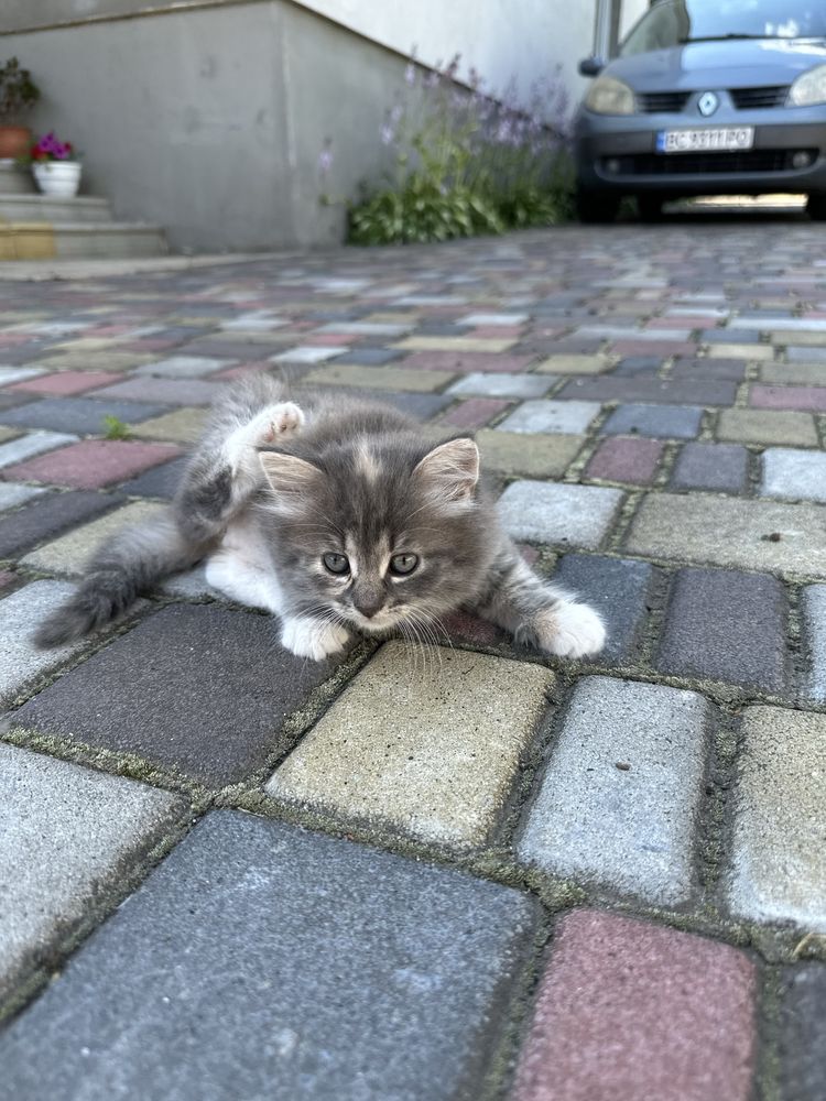Котики в добрі руки