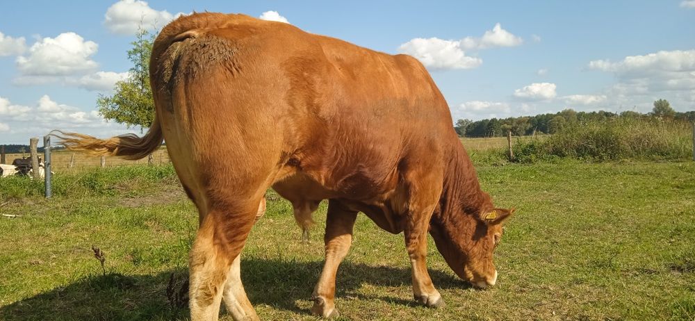 Buhaj,byk, rozplodnik Limousine