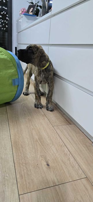 Dog Niemiecki Szczenię