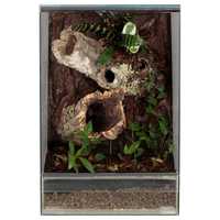Gekon orzęsiony szklane terrarium