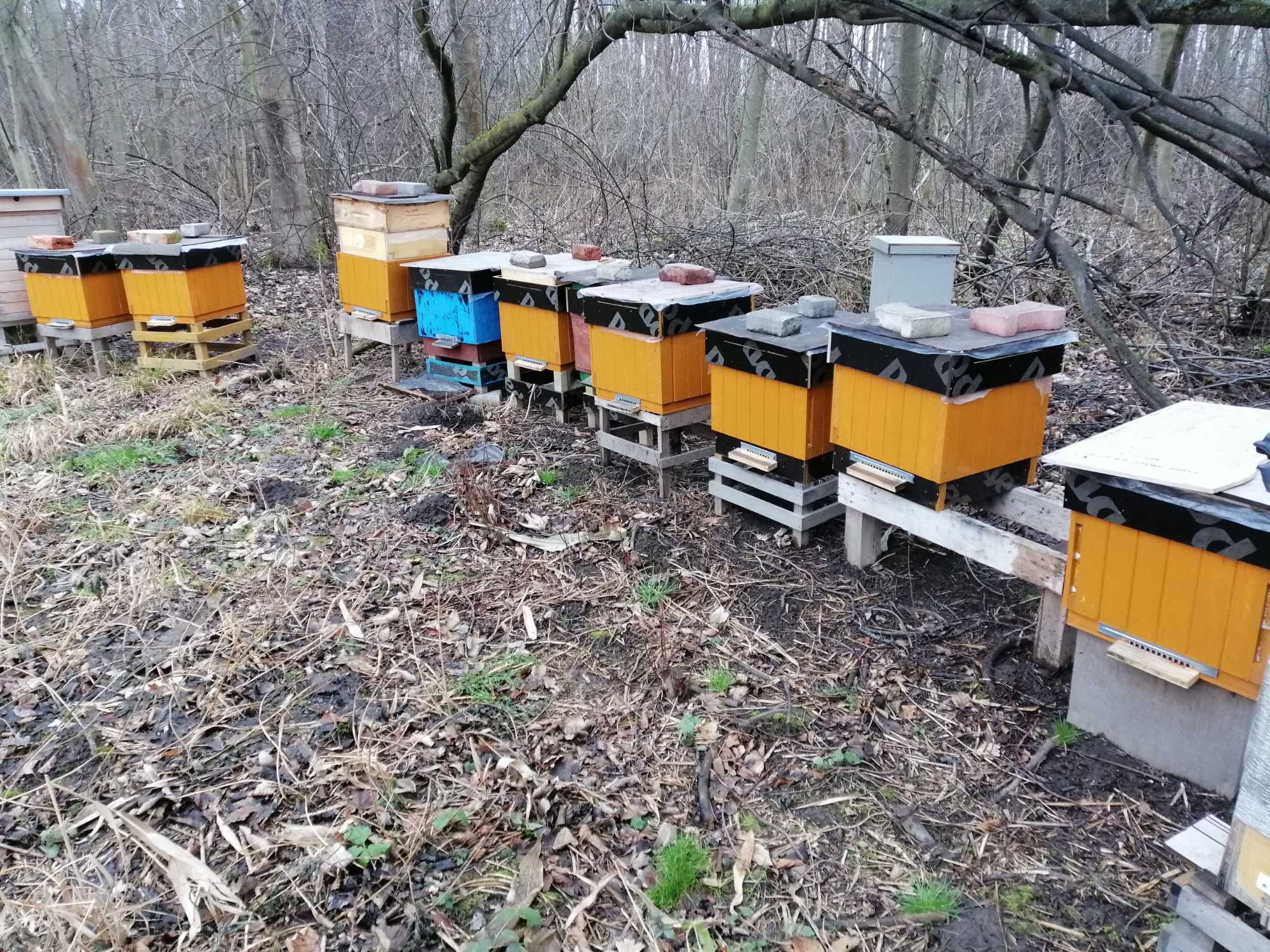 Pszczoly odklady pszczele rodziny pszczele