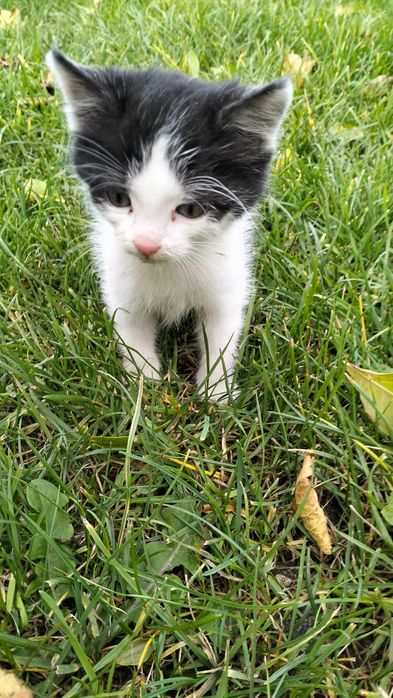 Oddam dwa małe kotki w dobre ręce