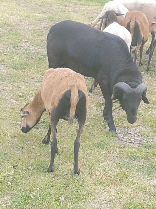 Sprzedam owce I baranki