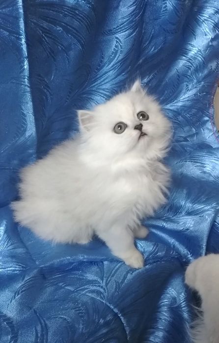 Котёнок мальчик серебристый юелый шиншилла страйт хайленд