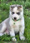 Siberian Husky- cudowny Balou  zapraszam do rezerwacji!