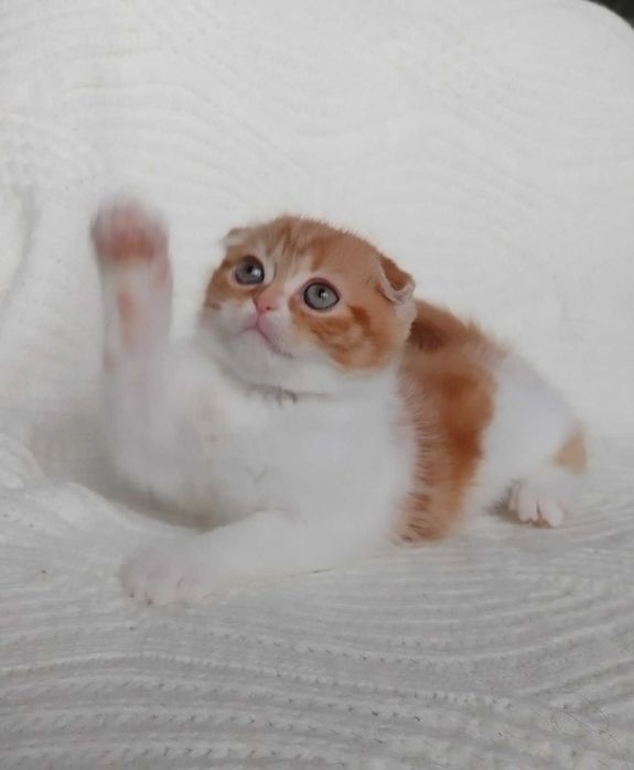Симпатичный и харизматичный котенок-девочка породы Скоттиш Фолд. Киев