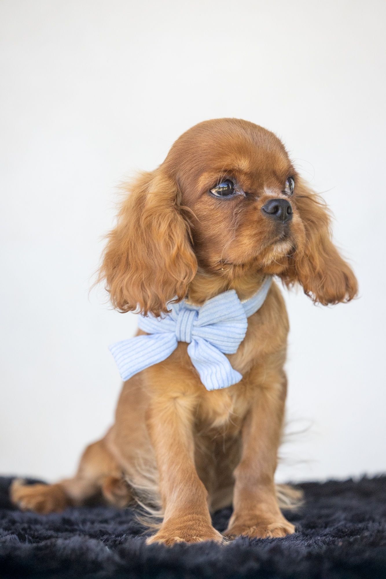 Cavalier King Charles Spaniel* Chłopczyk* Lupin gotowy do odbioru