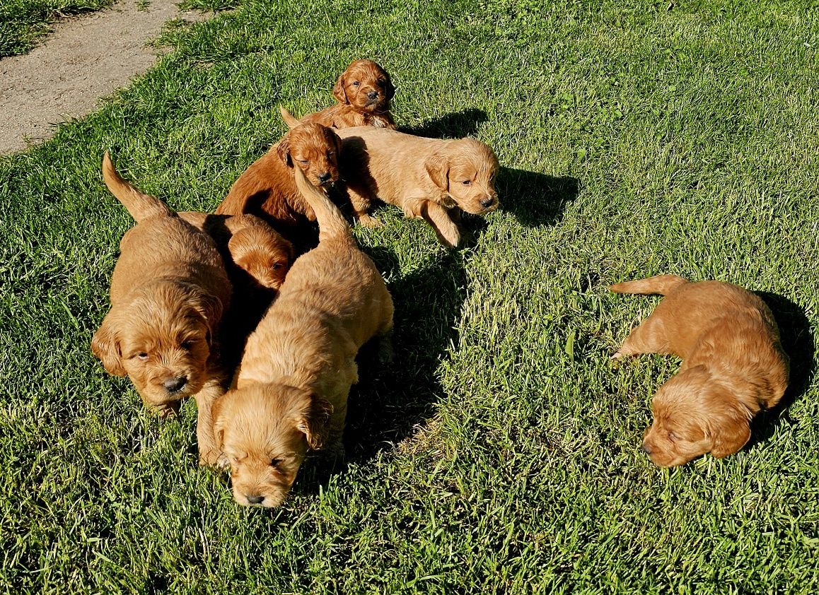 Goldendoodle f1 piesek mini i standard