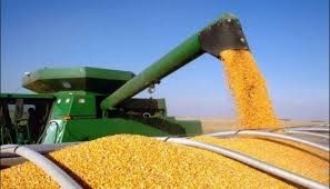 Кукурудза, кукурузка, кукуруза