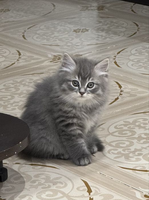 Шотландське кошеня скотіш-страйт