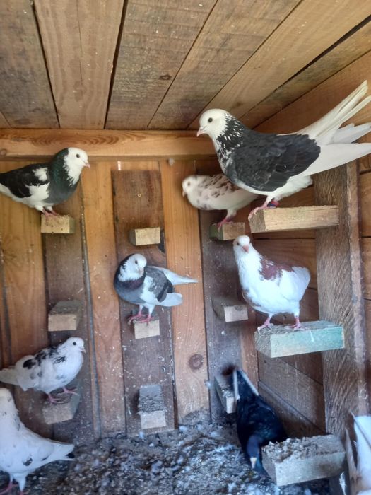 Gołębie Rollery  angielskie