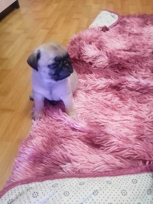 Мопсики шукають дім