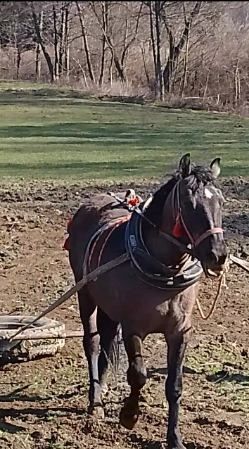 Witam sprzedam klacz