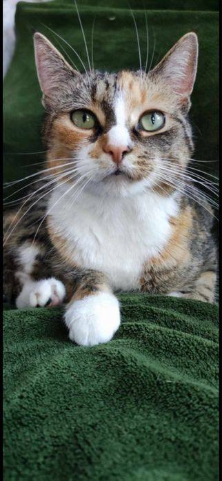 Zaginęła Kotka! Świecie Klasztorna