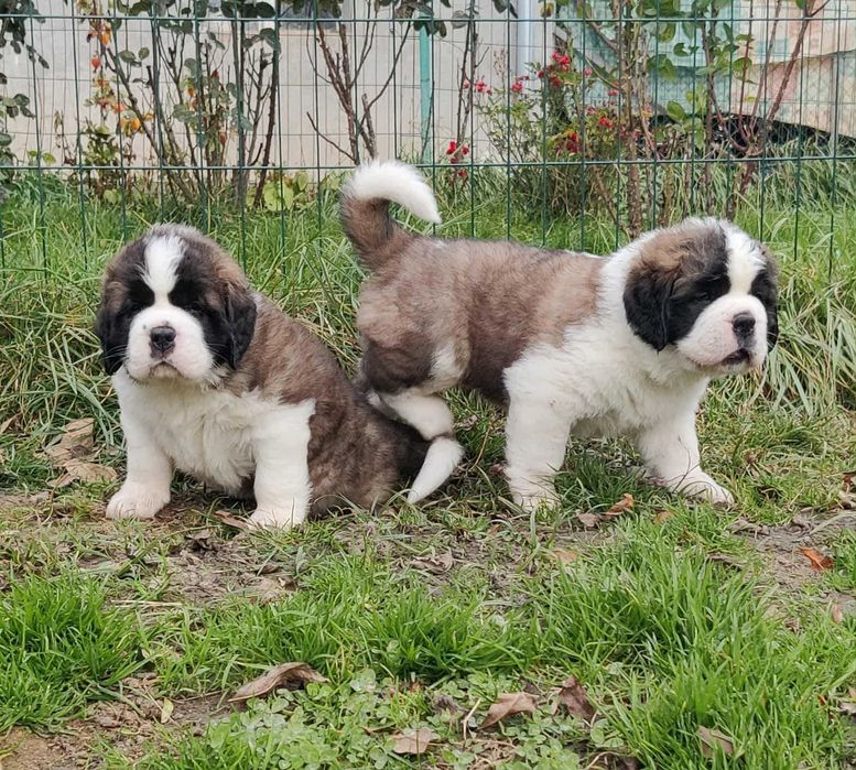 Długowłosy bernardyn piękny chłopiec z rodowodem FCI