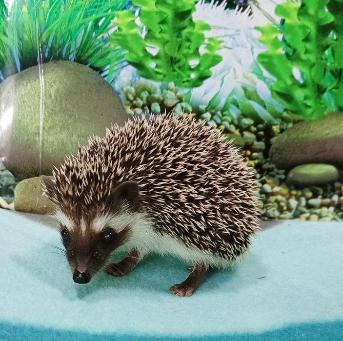 Jeż pigmejski/Jeżyki‼️Owojone‼️Młodziutkie-Samce +Książeczki zdrowia‼️