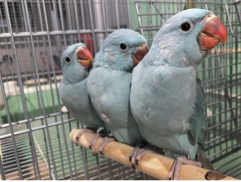 Ожереловые попугаи птенцы синие