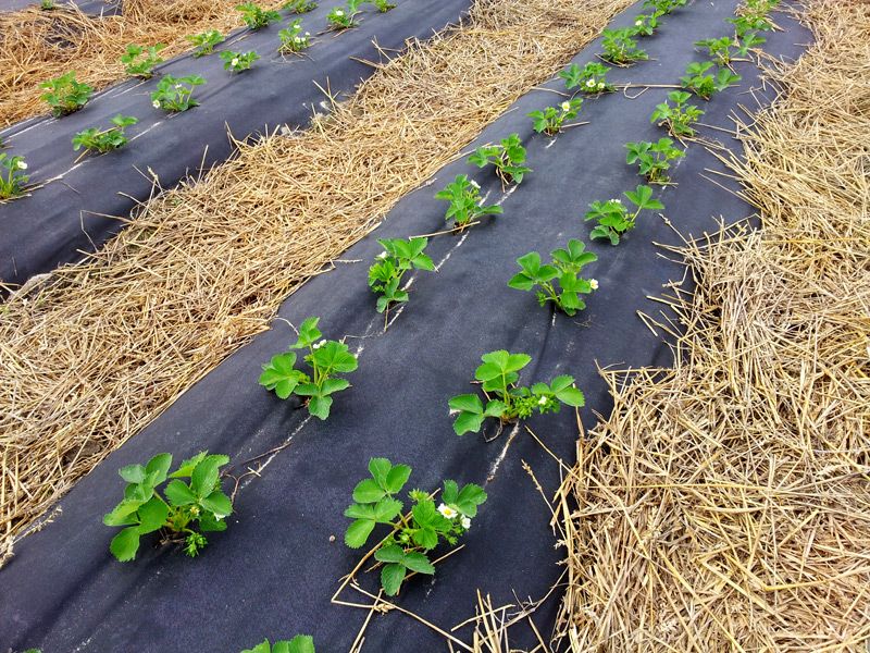 Agrowłóknina 1,20 x 500m 50g z UV do TRUSKAWEK WYPRZEDAŻ !