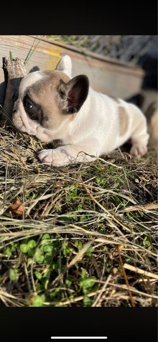 Маленькі собачки французького бульдога