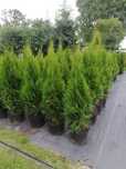 Tuja Thuja szmaragd 100cm Transport