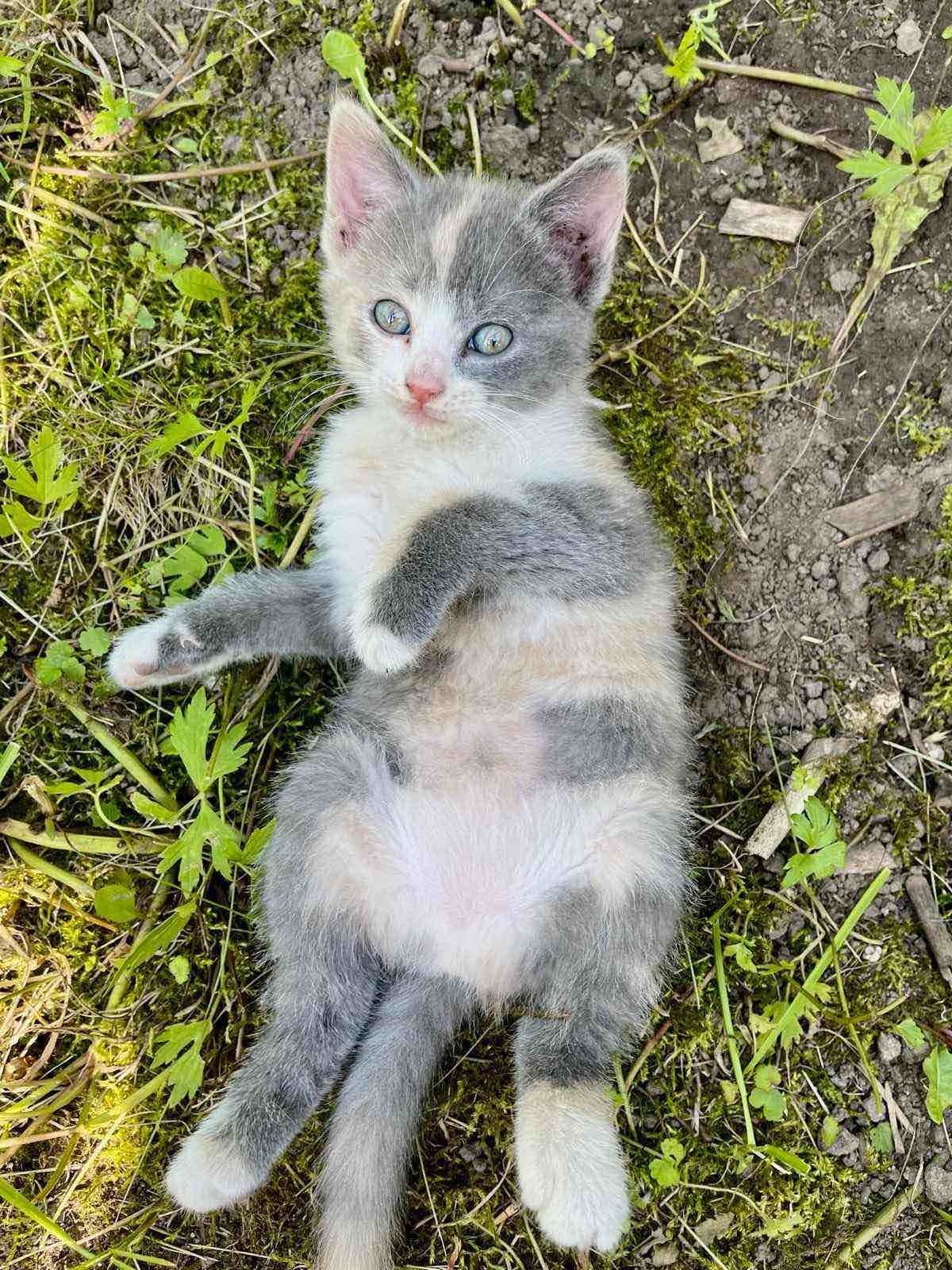 Кошенята в добрі руки
