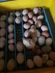 Ovos de galinhas,criadas no campo