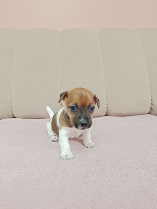 Śliczna suczka Jack Russell Terrier