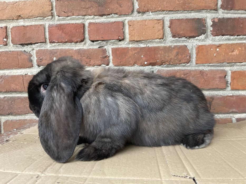 Baran Francuski Madagaskar