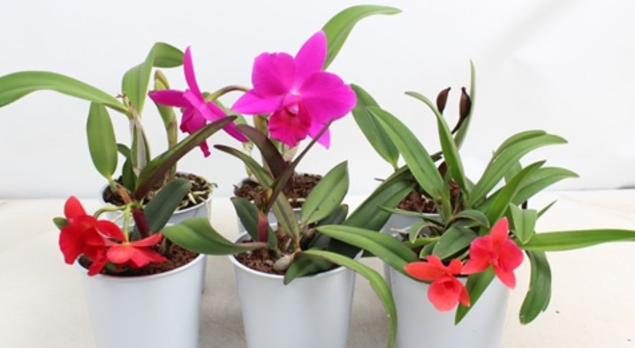 Orquidea Cattleya e paphiopedilum
