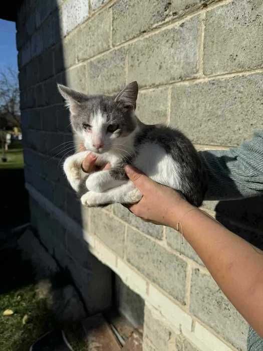 Kocie dziecko do pilnej adopcji