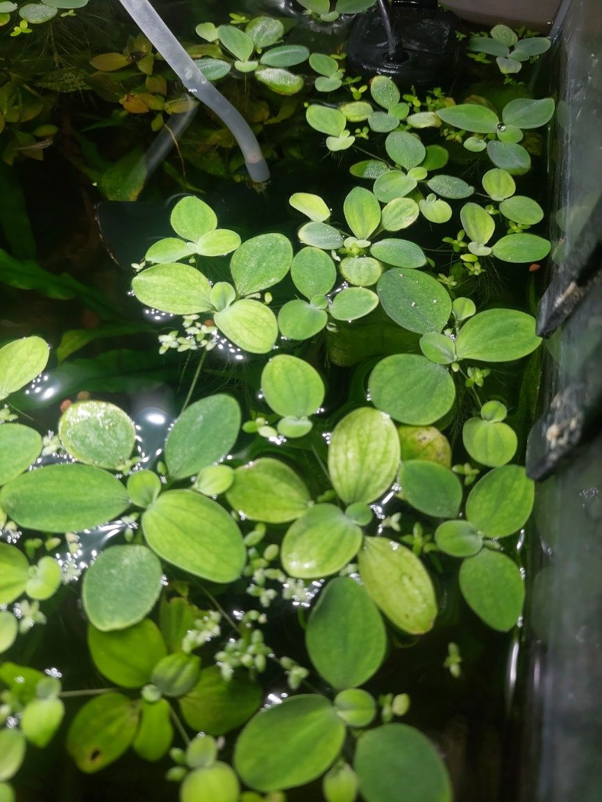 Pistia roślina pływająca