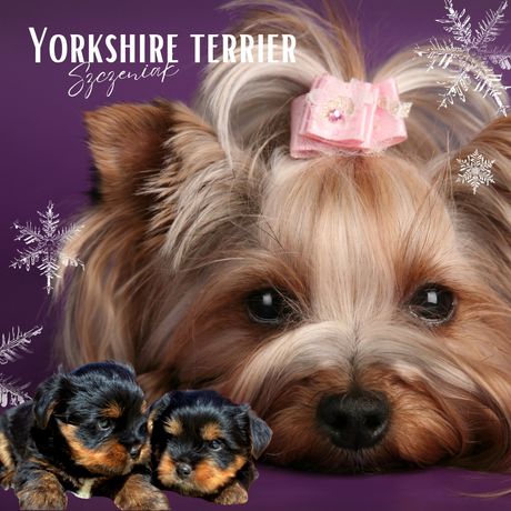 York terrier szczeniak Mini