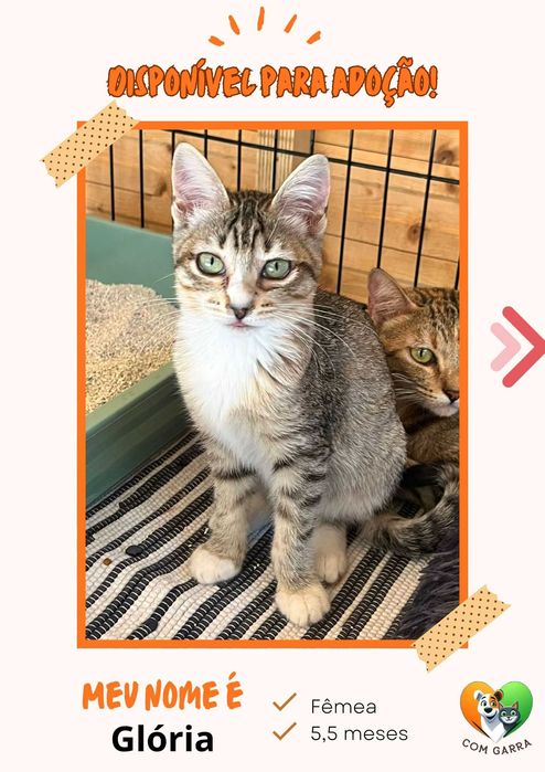 Gatinhos para adoção