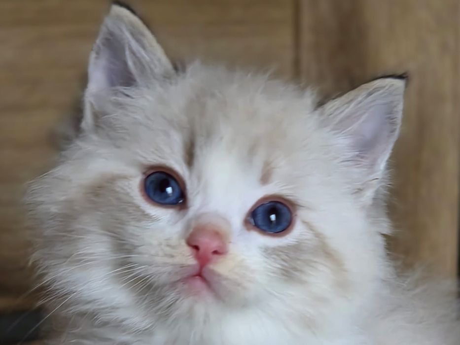 Kot RAGDOLL kocurek rodowod FPL