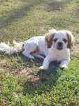 Piesek shih tzu szczeniak