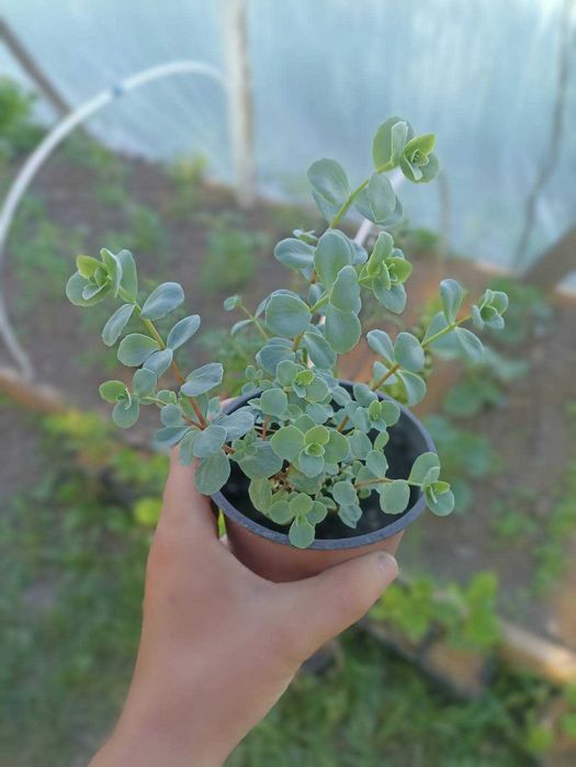 Декоративні трави