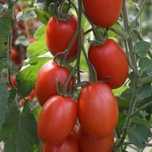 Tomate chucha caseiro